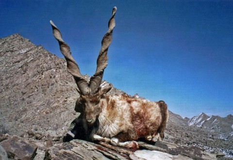 10 Animals You Probably Don t Know Part 2 Ppserwanleguern