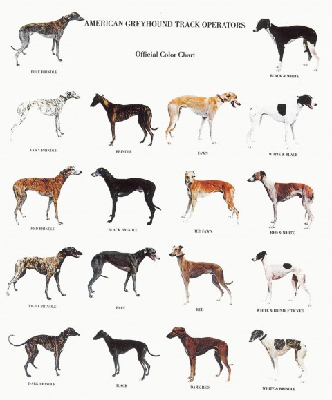 WHIPPET-GREYHOUND-CARD