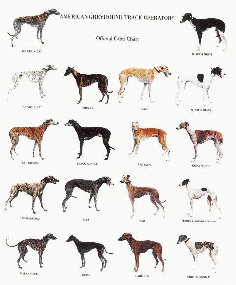 WHIPPET-GREYHOUND-CARD