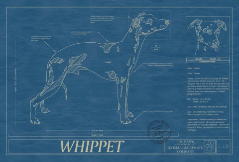 Whippet-Dog-BLUE-PRINT-DRAWING