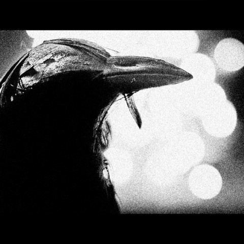 black and white raven